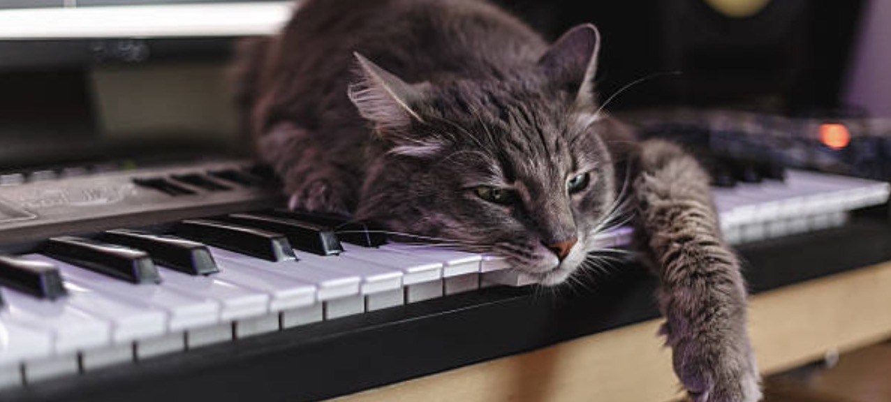 Grappige foto met kat aan de digitale piano