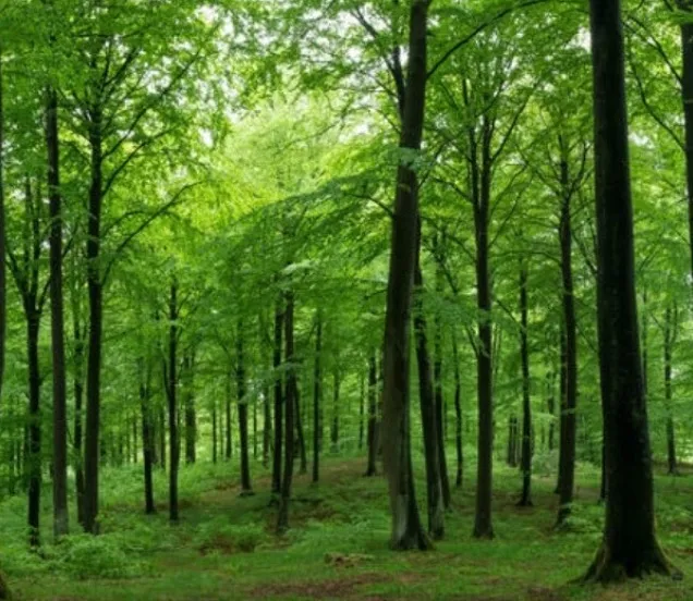 We planten een boom voor elke verkochte piano